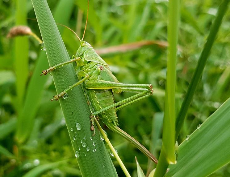 preventing garden pests naturally